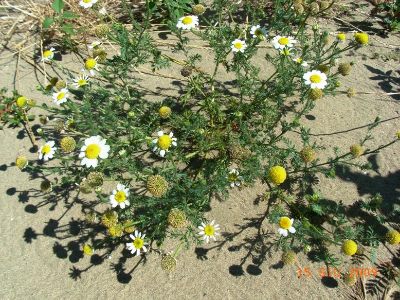 Anthemis maritima / Camomilla marina